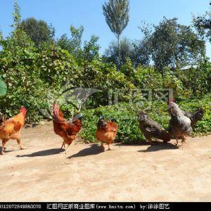 老实人家农副产品经营部