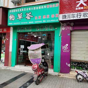 柏草荟