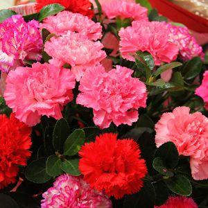 花艺鲜花生活馆(花艺鲜花屋)