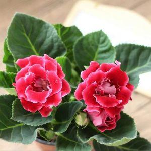 林英花卉
