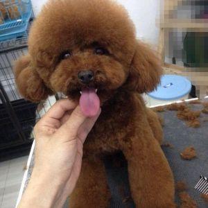 爱犬屋宠物店